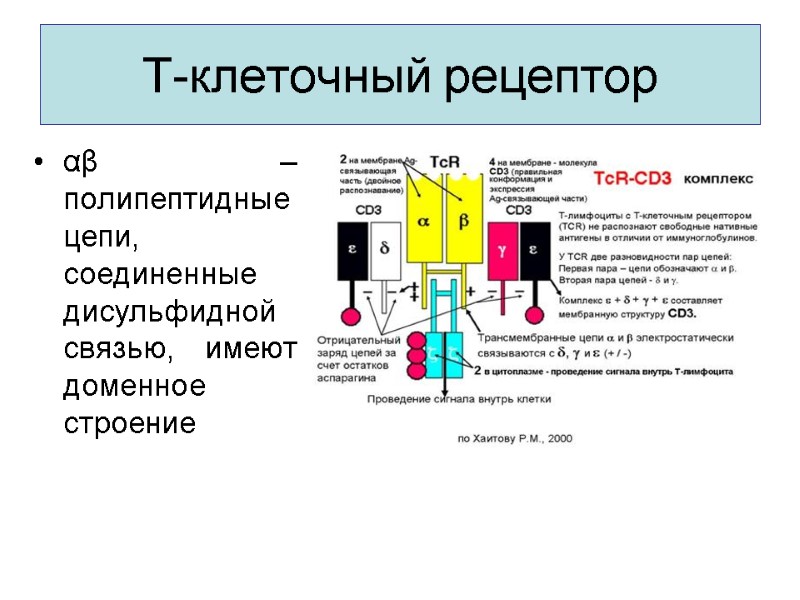 Т-клеточный рецептор αβ – полипептидные цепи, соединенные дисульфидной связью, имеют доменное строение